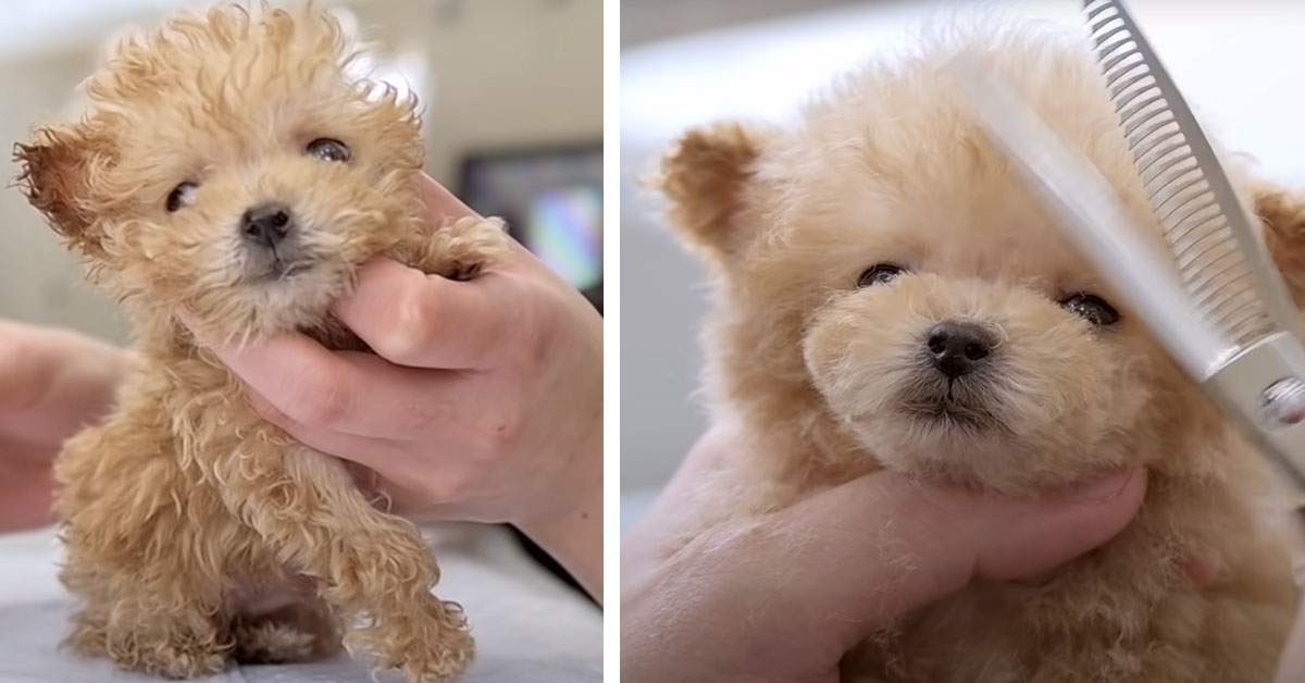 Cucciolo di cane fa la sua prima toelettatura e il video fa impazzire il web