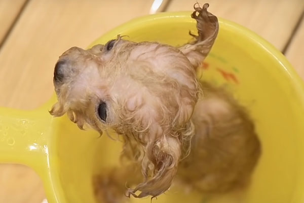 Cucciolo di cane bagno