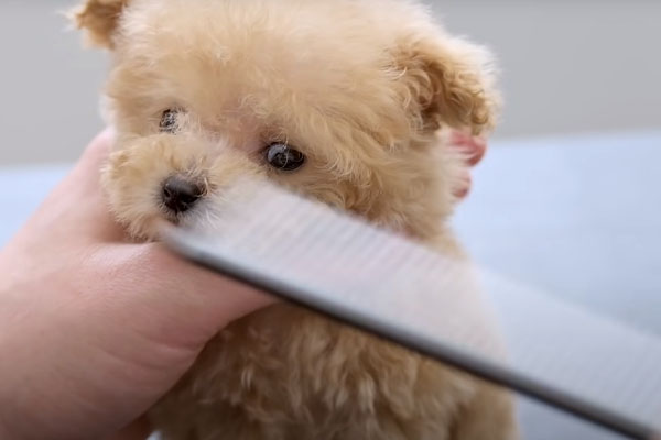 Cucciolo di cane che si fa pettinare