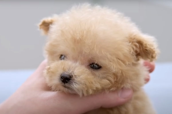 Cucciolo di cane che osserva