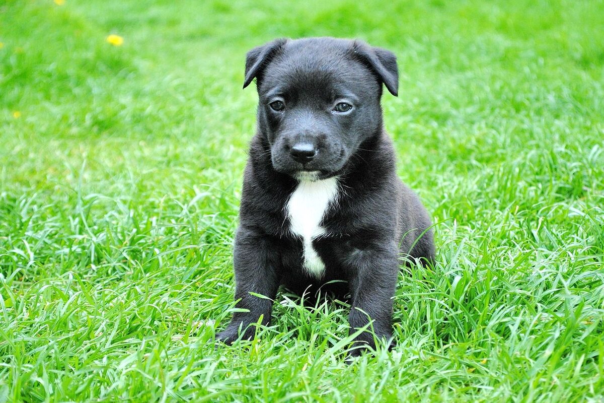 cucciolo di cane nel prato