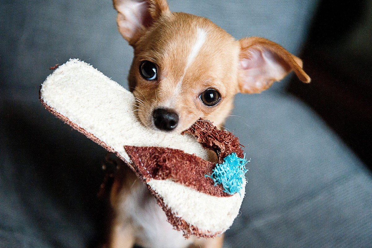 cucciolo di cane con ciabatta in bocca