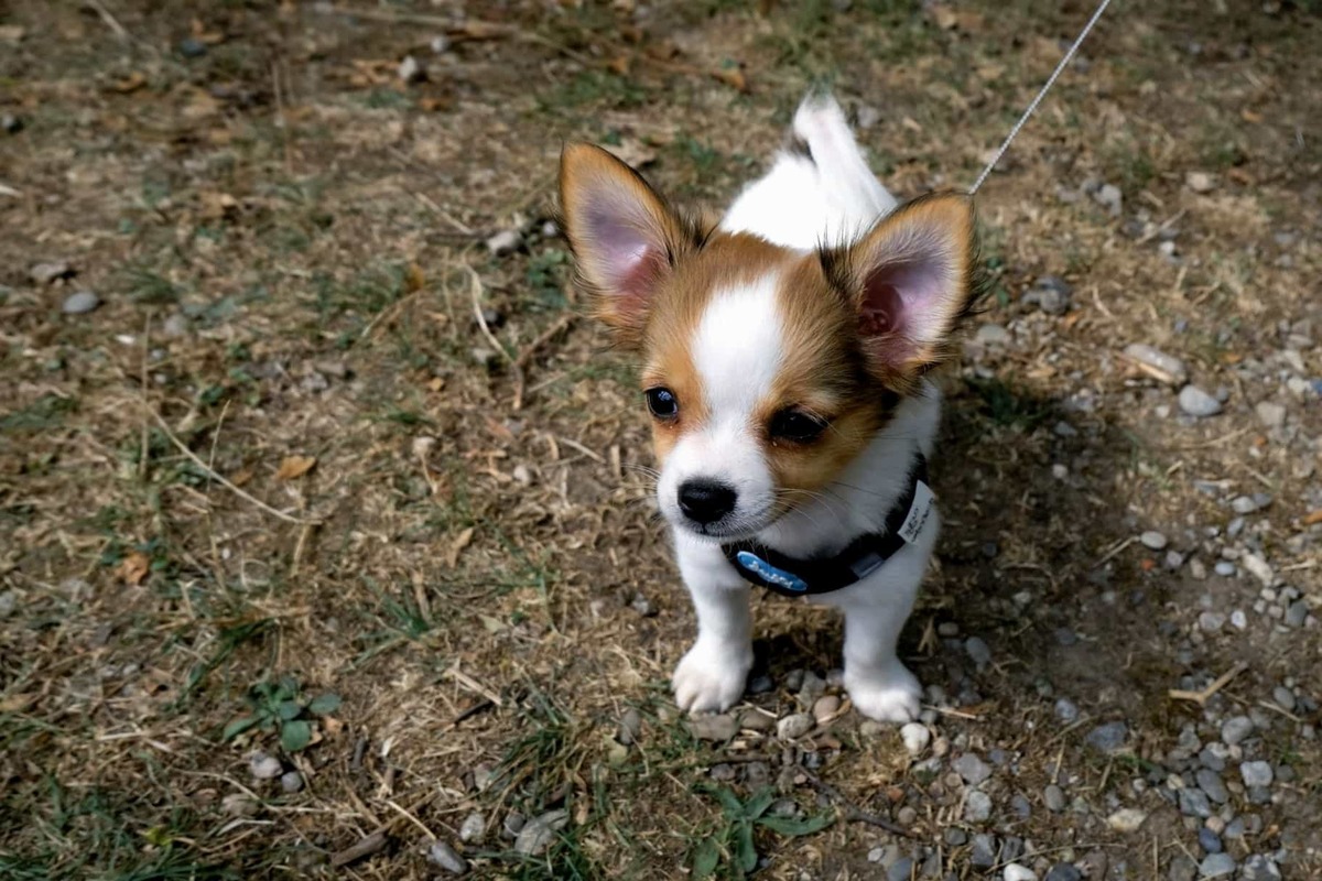 cucciolo di cane carino