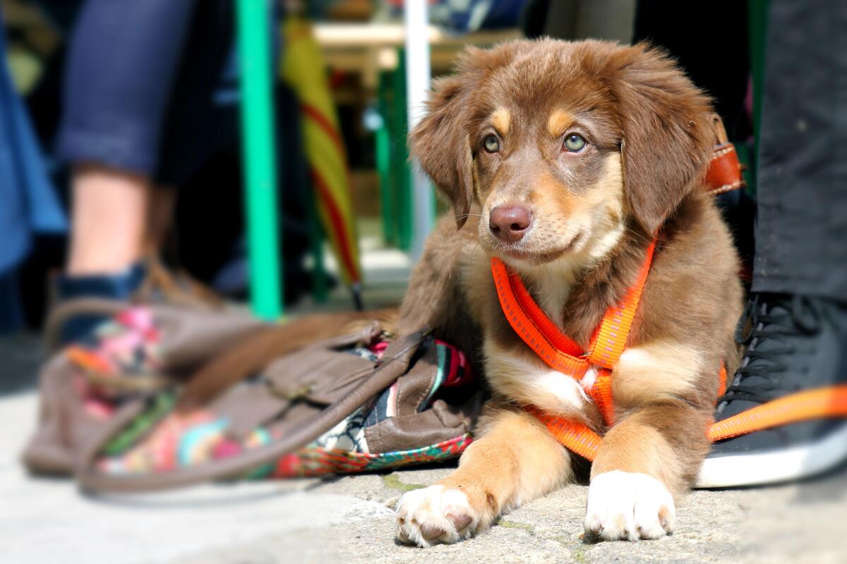 cucciolo di cane al guinzaglio