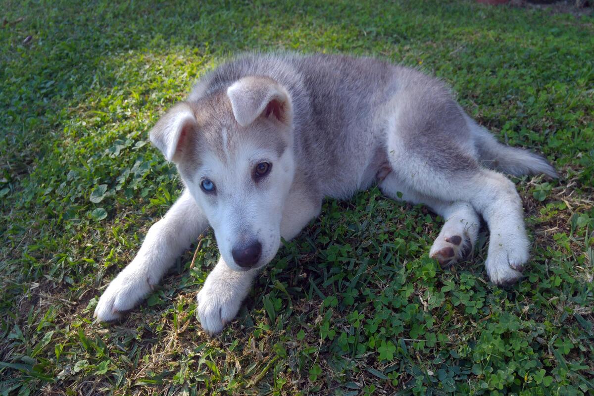 cucciolo di cane disteso sul prato