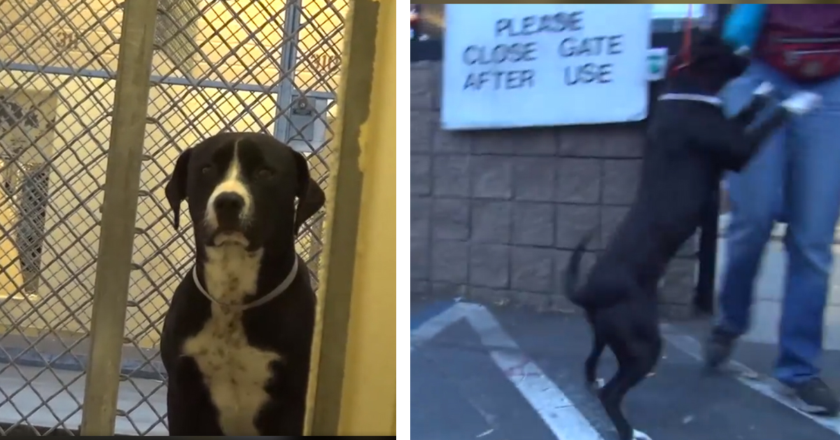 Dopo 5 anni in rifugio il Pitbull viene adottato e la sua reazione è commovente (video)