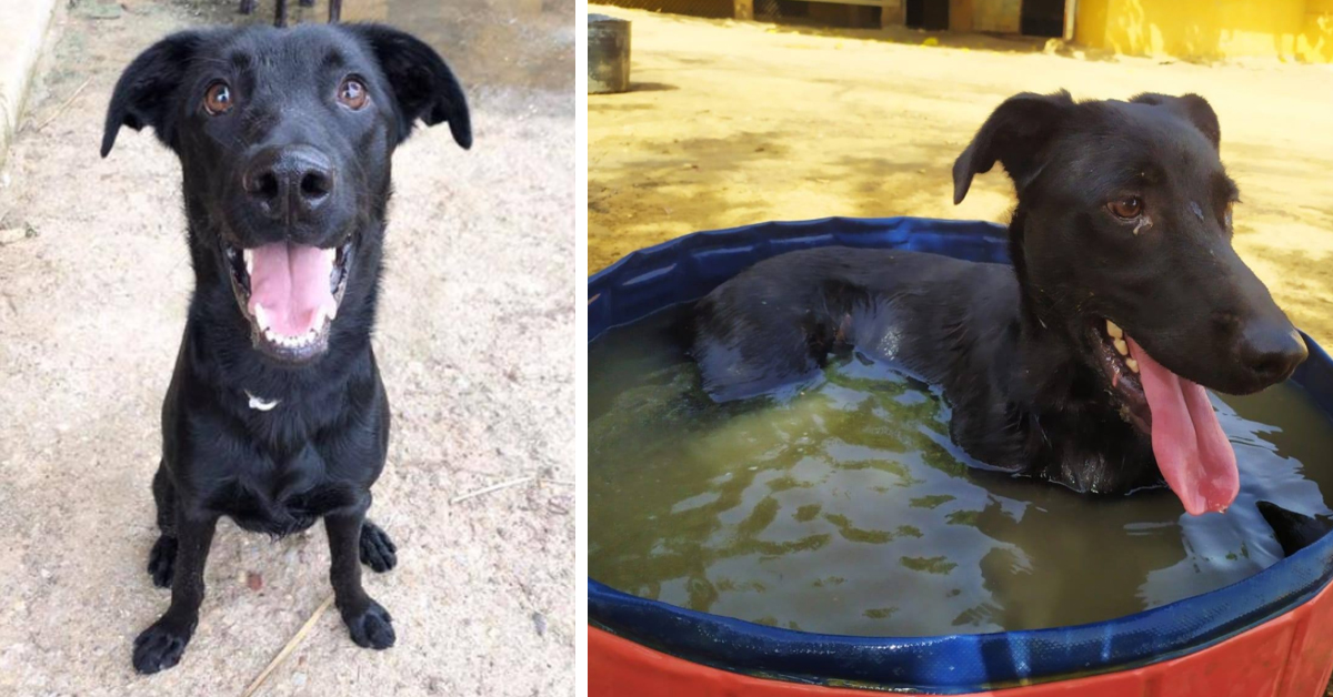 Gauss, il cagnolino invisibile che sta cercando la sua felicità