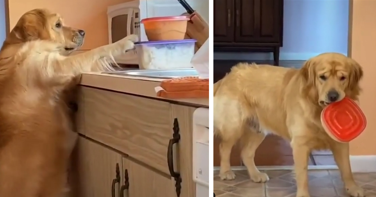 Golden Retriever ruba il cibo e il suo sguardo colpevole diventa virale (video)
