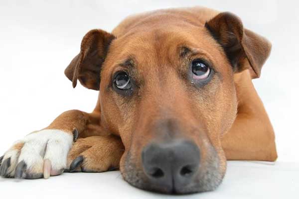 Cane con sguardo triste