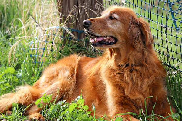 Golden Retriever sdraiato in un prato