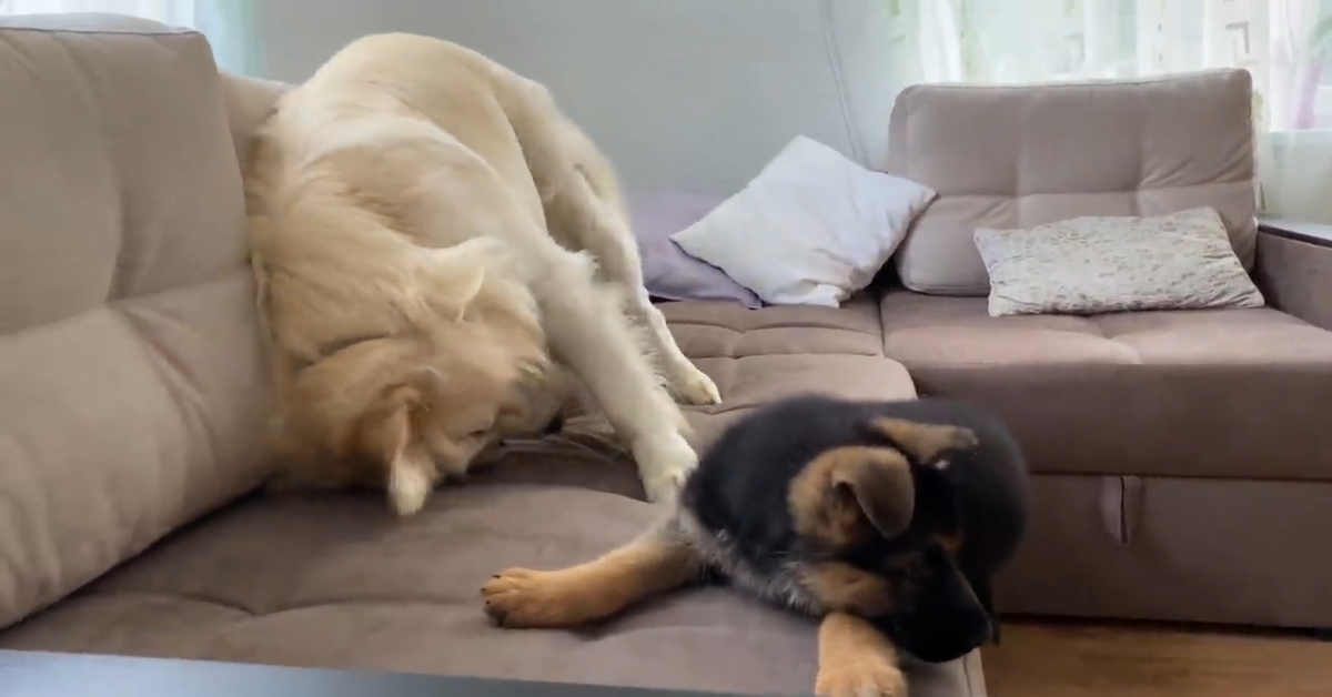 Bailey un Golden Retriever gioca con un Pastore tedesco(VIDEO)