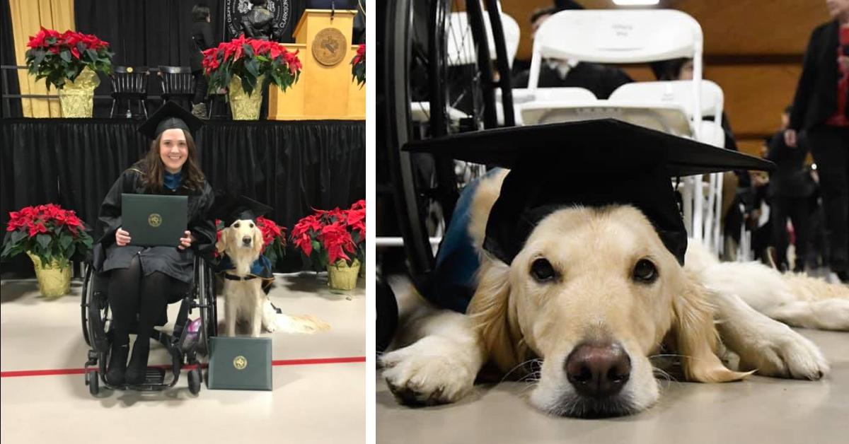 Griffin, il Golden Retriever che ha ottenuto una laurea per l’incredibile lavoro svolto