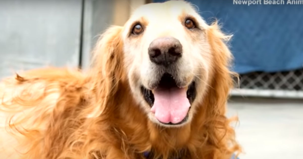 Henry, il Golden Retriever abbandonato con un tumore di 21 Kg che ora vuole essere felice (video)