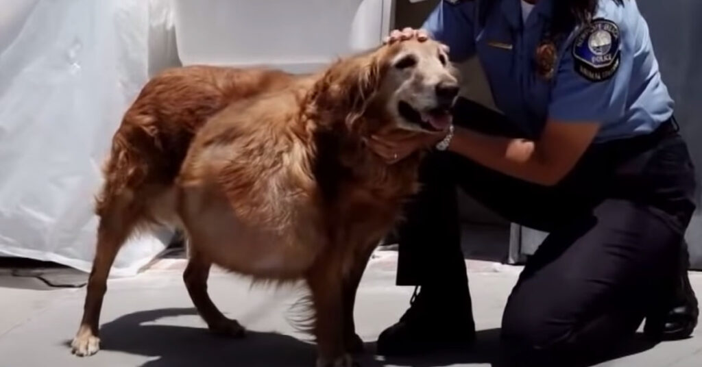 Golden Retriever con un grosso tumore