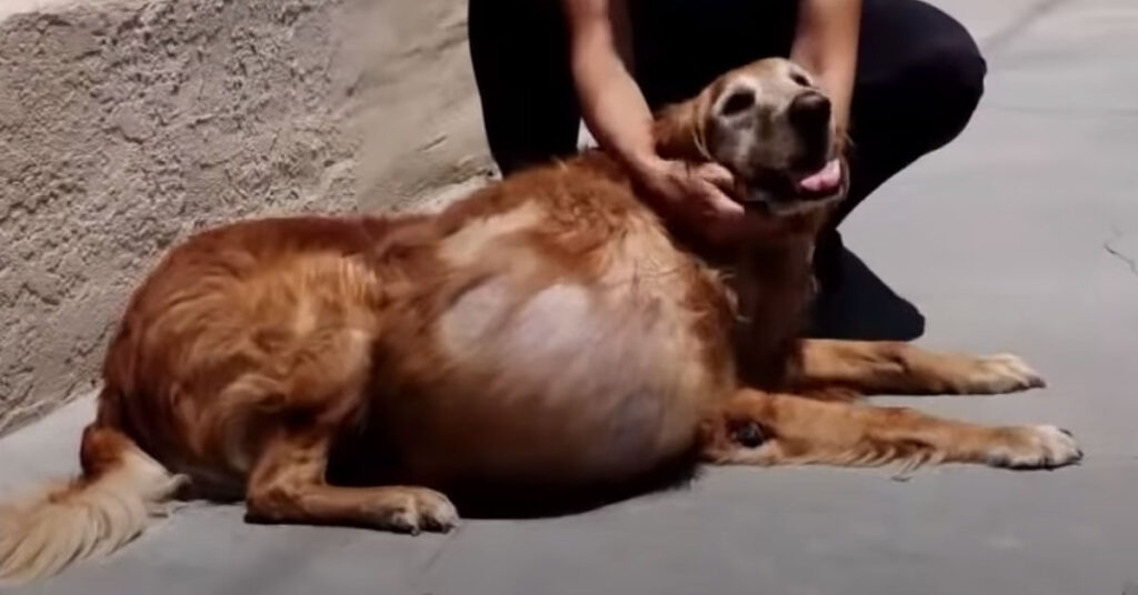 Golden Retriever con un grosso tumore