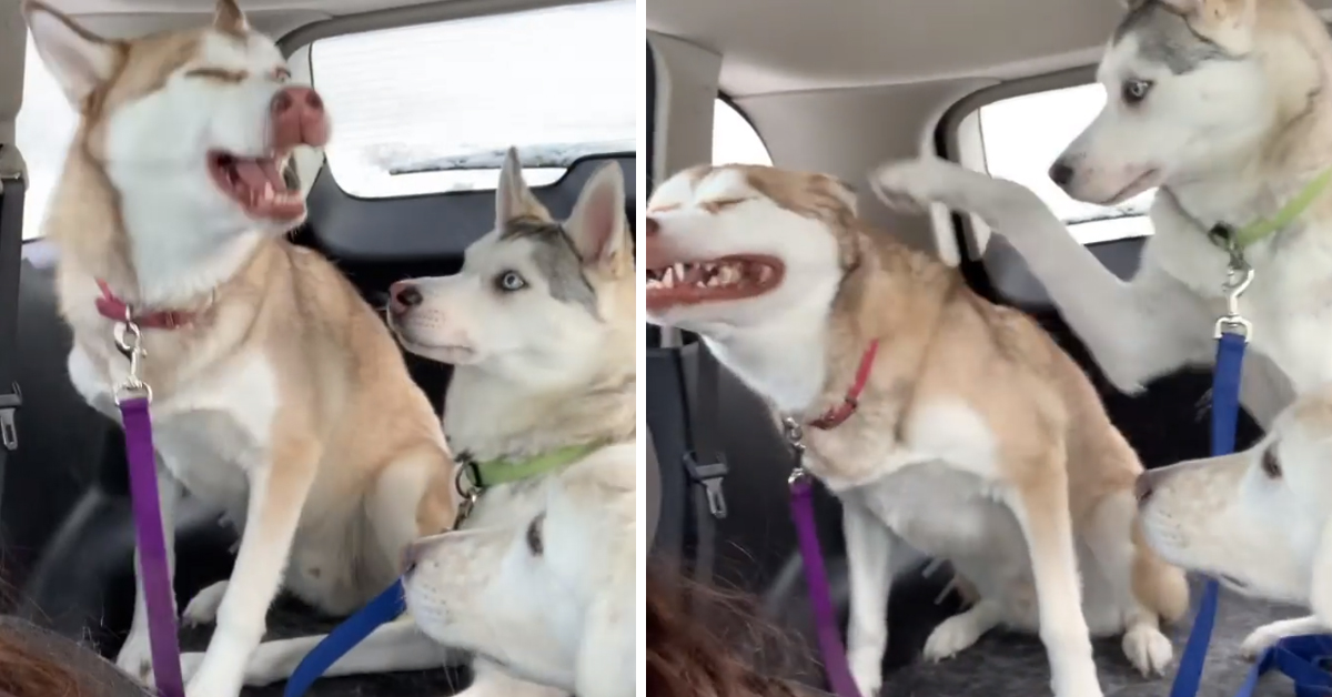 Husky starnutisce e i suoi due amici a quattro zampe sono preoccupati per lui (video)