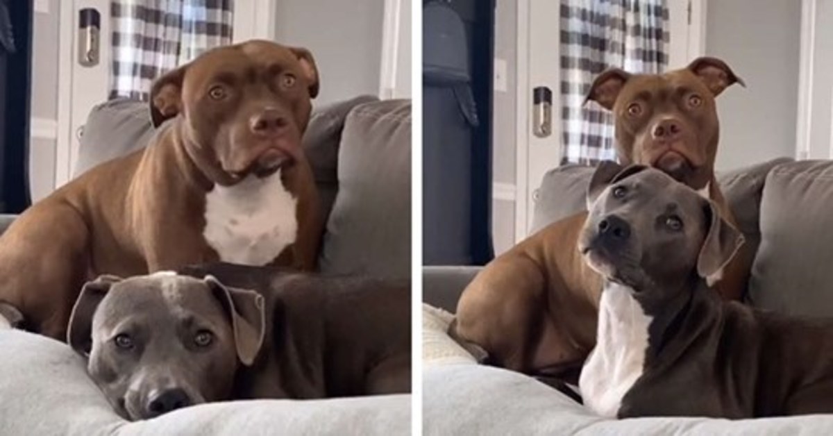 Huxley e Mila, i due cagnolini che adorano ascoltare i racconti della loro “mamma” (VIDEO)