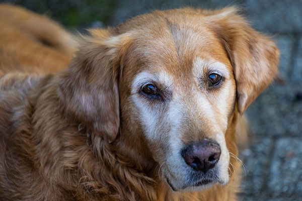 Golden Retriever che osserva