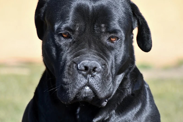 Cane Corso che osserva