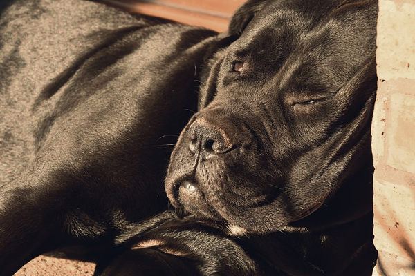 Cane Corso che dorme