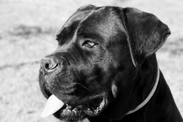 Cane Corso che osserva