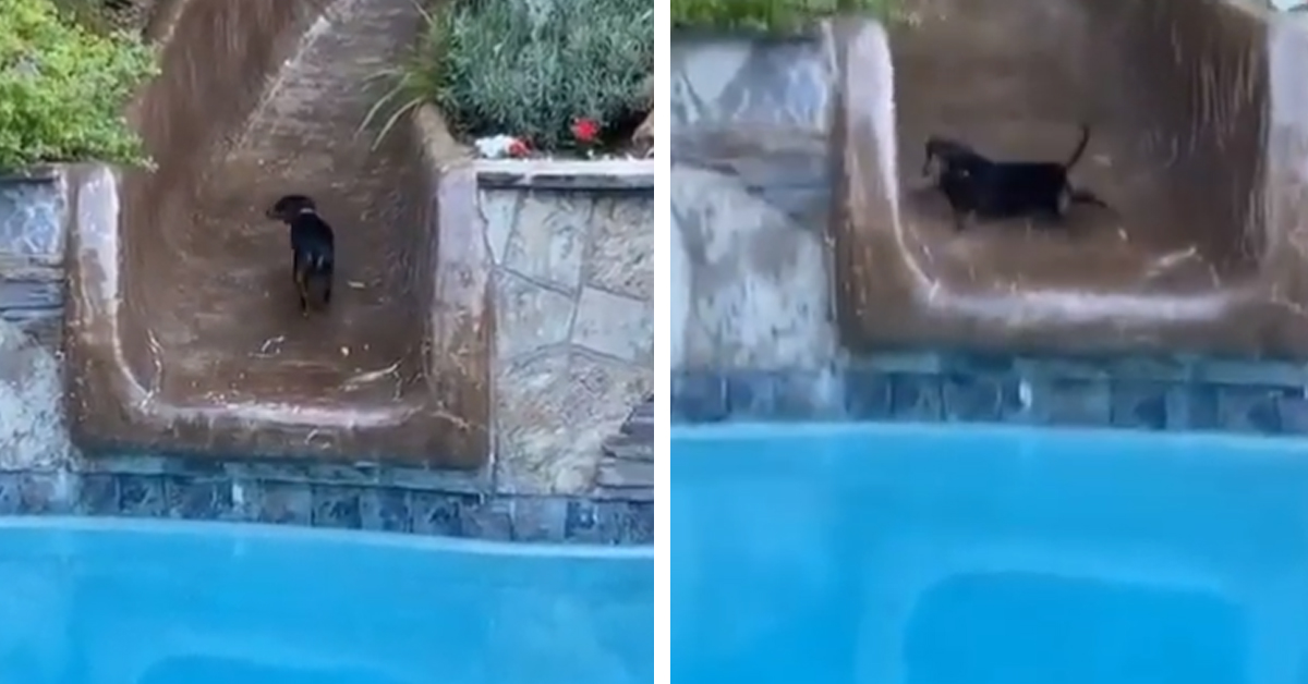 Il Bassotto vuole risalire lo scivolo della piscina al contrario, ma qualcosa va storto (video)