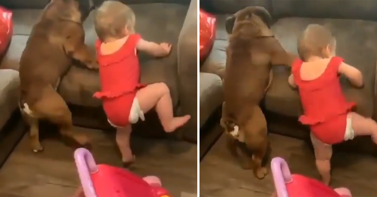 Il Bulldog e la bambina provano a salire sul divano, ma è un’impresa impossibile (video)