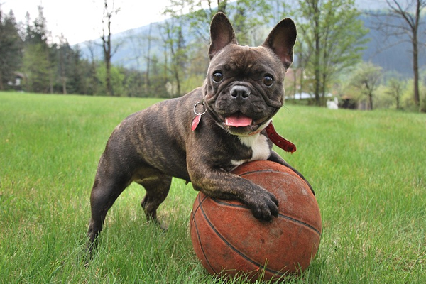 Bulldog che gioca con una palla