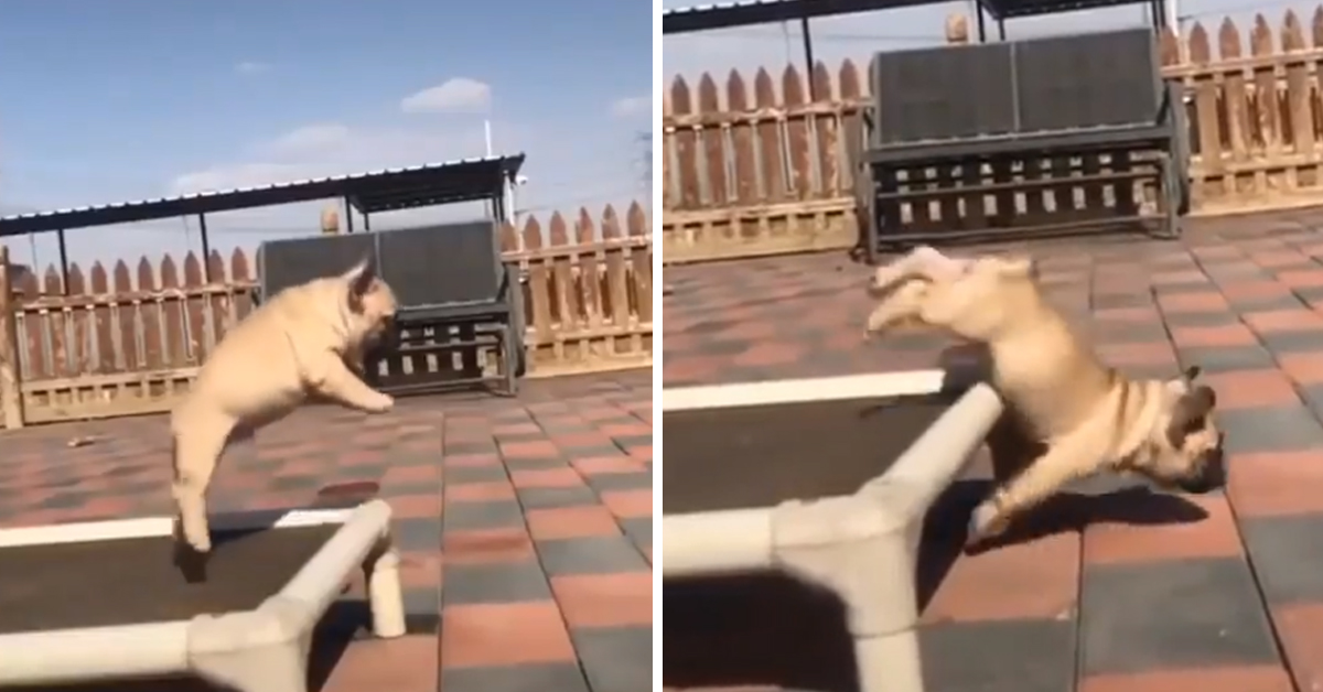 Il Bulldog vuole fare un salto dal trampolino ma prende male le misure (video)