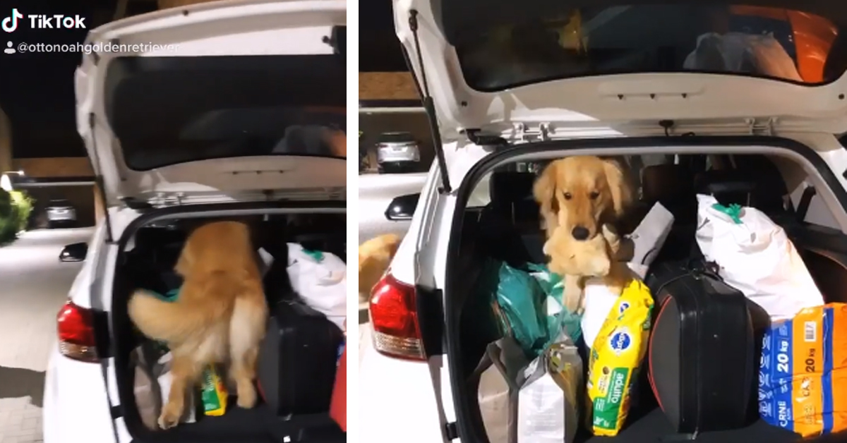 Il Golden Retriever affronta una sfida “pericolosa” per salvare il suo peluche (video)