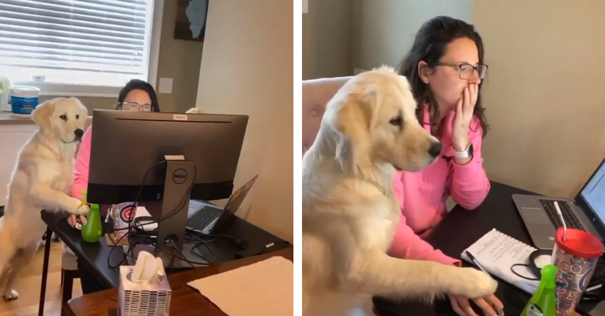Il Golden Retriever aiuta la sua proprietaria a lavorare al computer (video)