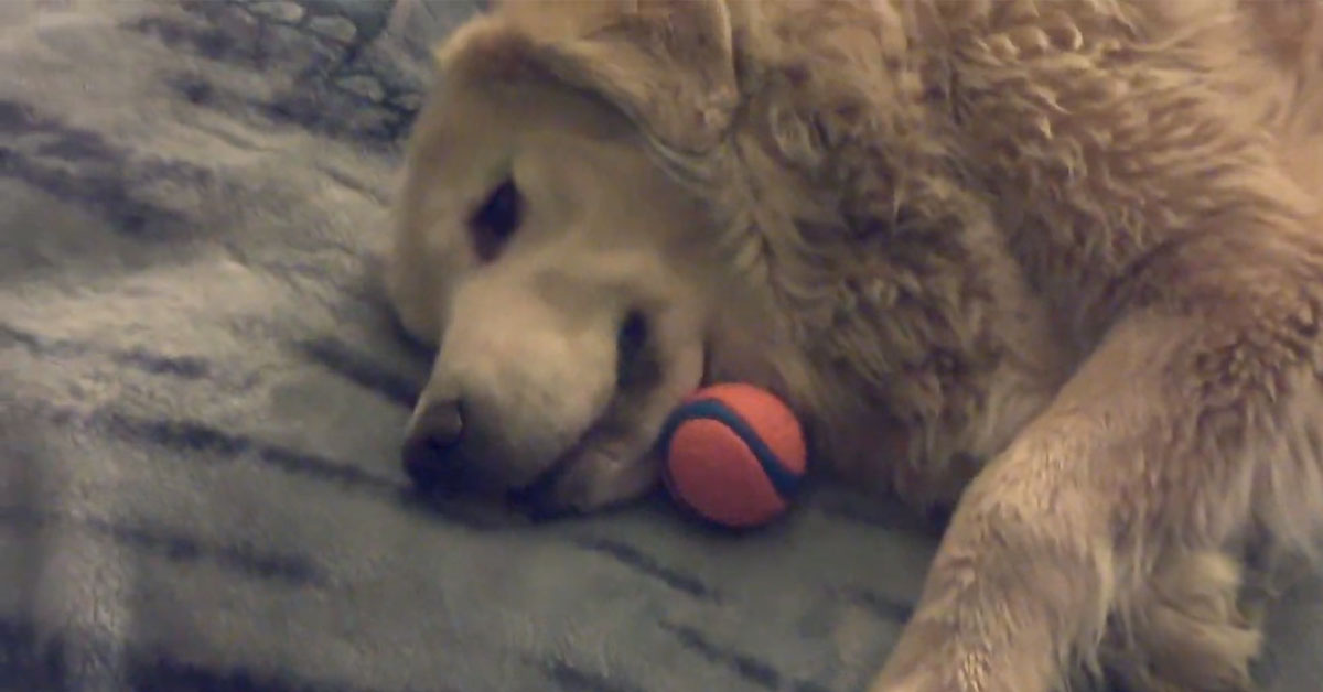 Il Golden Retriever “conversa” con la sua proprietaria e il loro dialogo diventa virale (video)