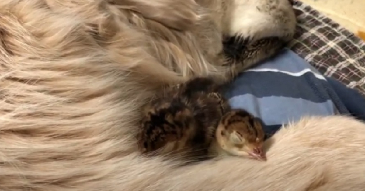 Il Golden Retriever dorme dolcemente con dei pulcini e il video emoziona il web