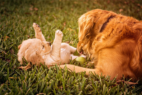 Golden Retriever che gioca con un cucciolo