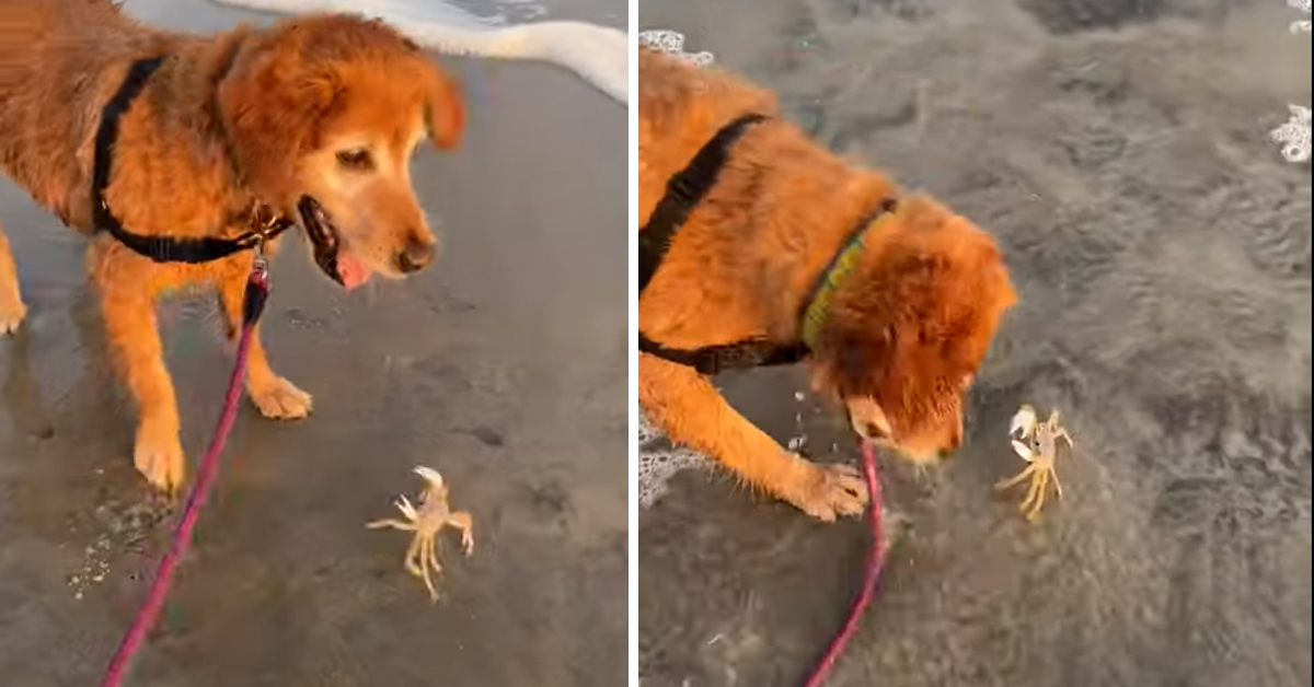 Il Golden Retriever gioca con un granchio in spiaggia e il video diverte il web