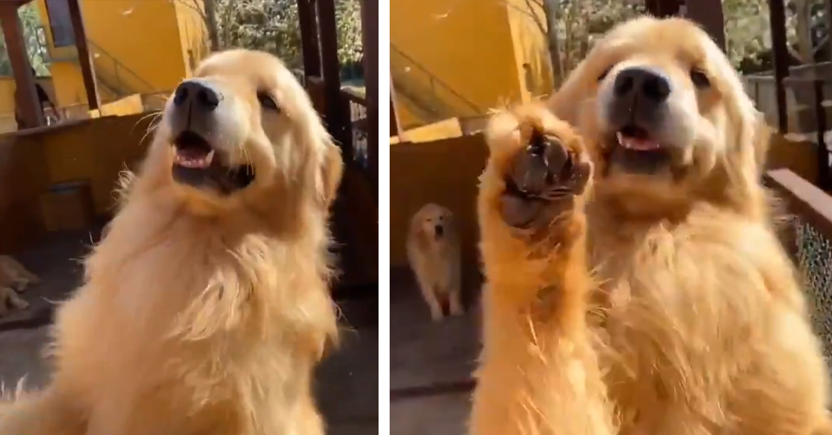 Il Golden Retriever impara a dare il cinque alla proprietaria (video)