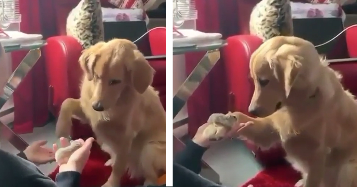 Il Golden Retriever incontra un criceto e la sua reazione conquista il web (video)