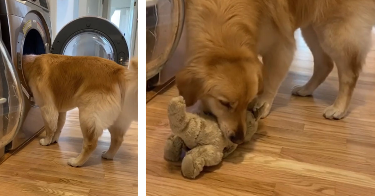 Il Golden Retriever salva il suo coniglietto di peluche dalla “pericolosa” lavatrice (video)
