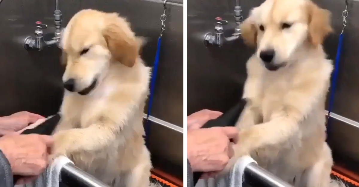 Il Golden Retriever si “arrabbia” con un phon e il video diventa virale