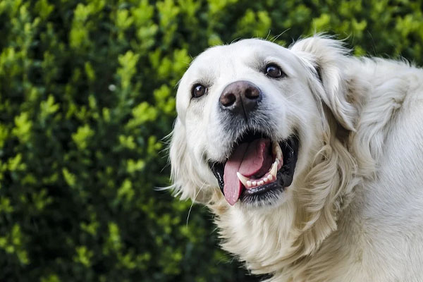 Golden Retriever osserva