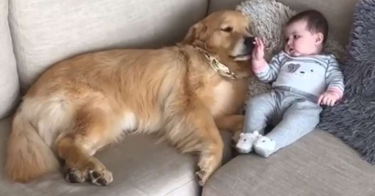 Il Golden Retriever si lascia andare a delle tenere coccole con la sua amica bambina (video)