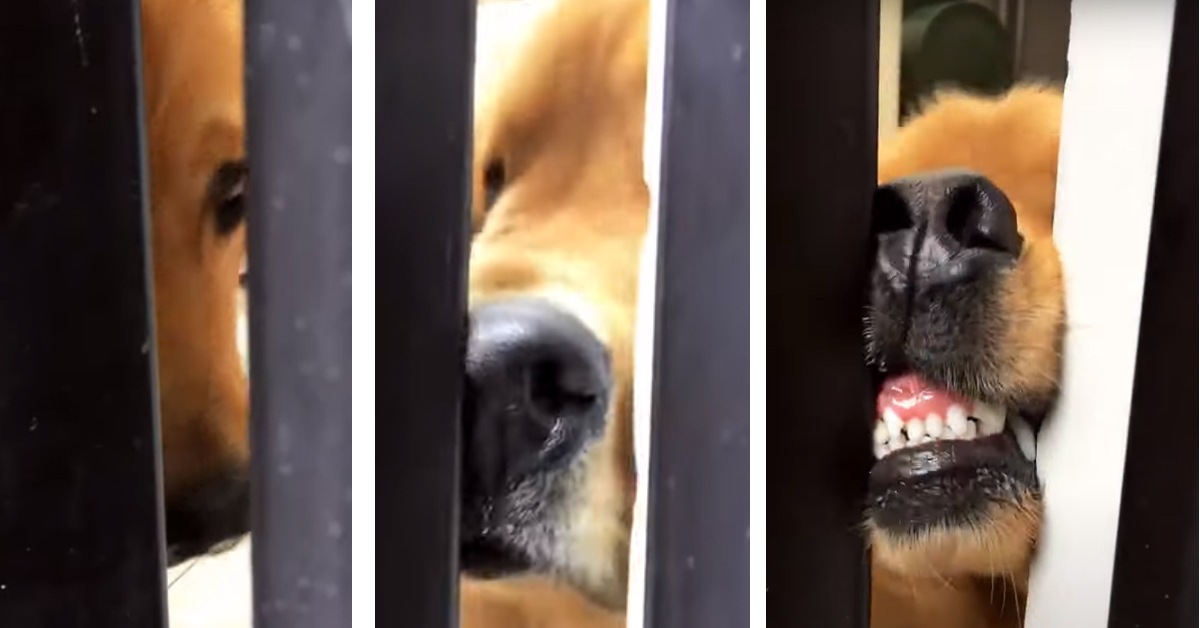 Il Golden Retriever vuole aprire una porta e non ha nessuna intenzione di arrendersi (video)