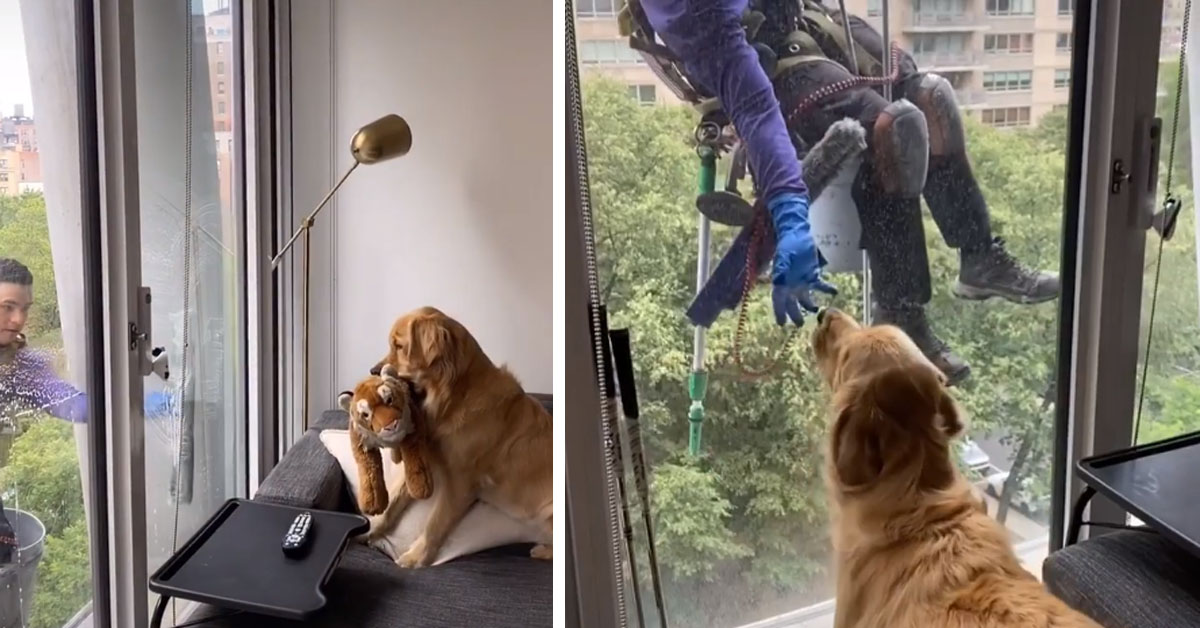 Il Golden Retriever vuole giocare con il lavavetri e il video conquista il web