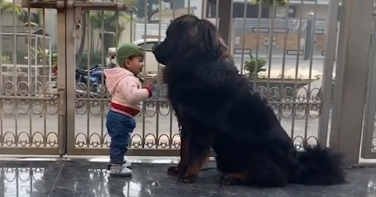 Il Mastino Tibetano e il bambino sono migliori amici, nonostante la netta differenza di stazza (video)