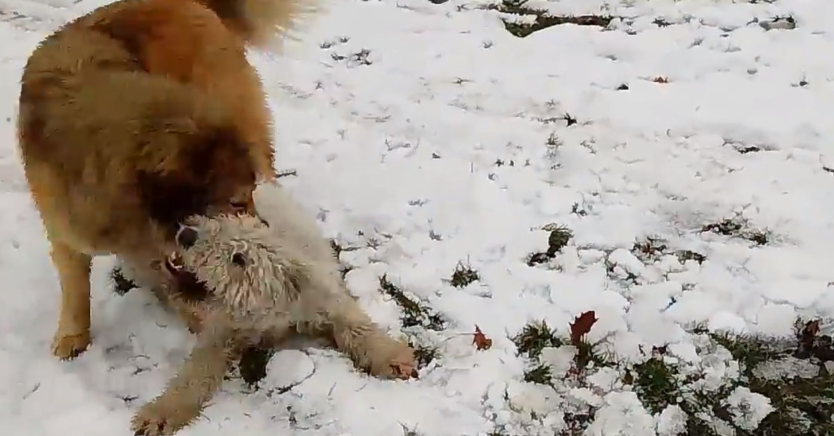 Il Mastino Tibetano gioca con Komondor e la loro “lotta” diventa virale (video)