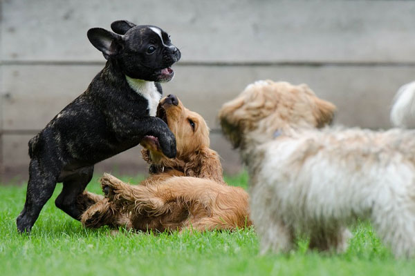 Tre cani che giocano