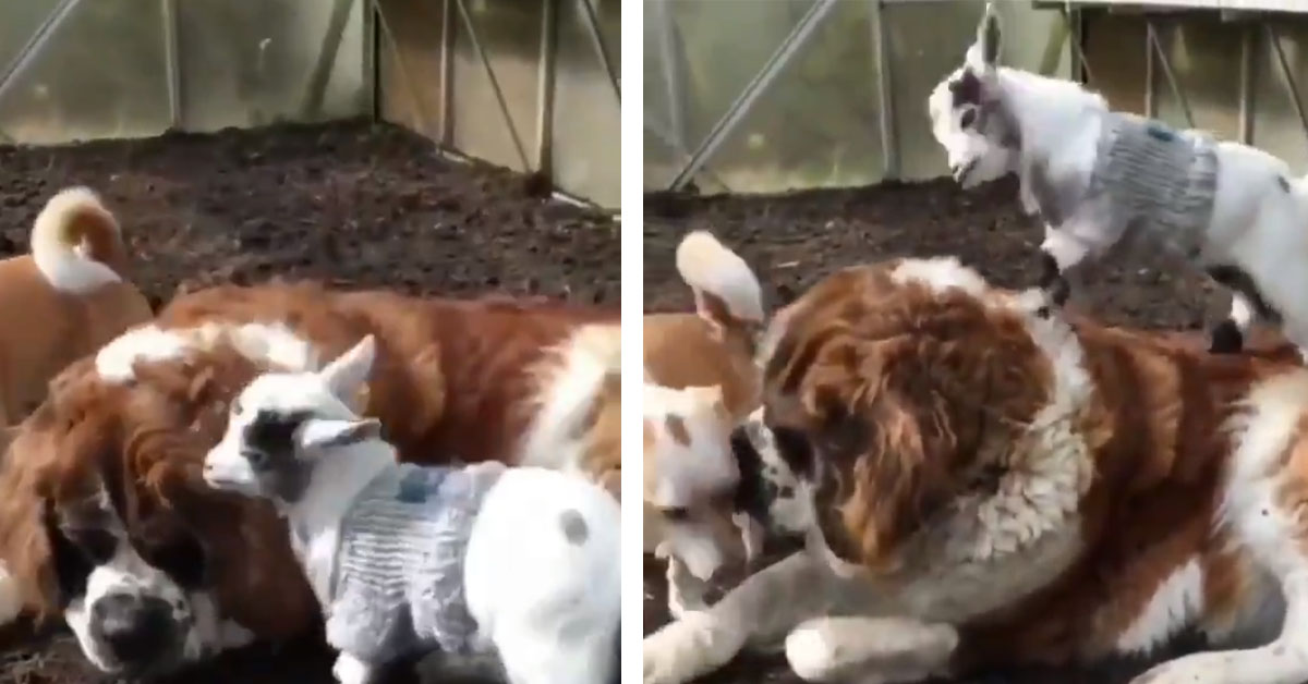 Il San Bernardo non ha voglia di giocare, ma la capretta non si arrende (video)
