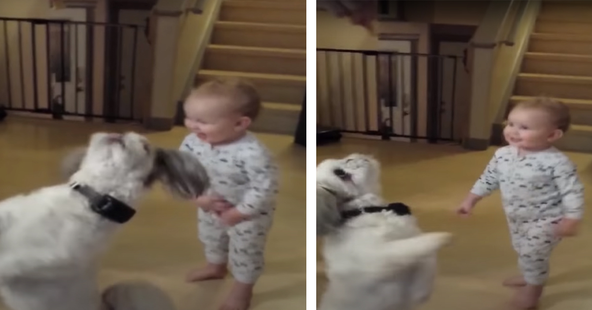 Il cagnolino balla e il bambino lo imita: il video virale