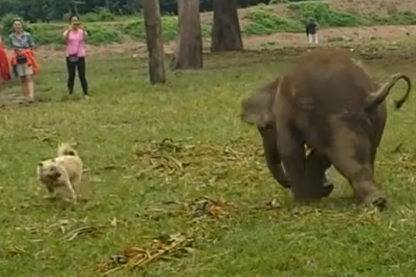 Cane che gioca con un elefantino