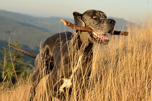 Cane che corre con un legno in bocca